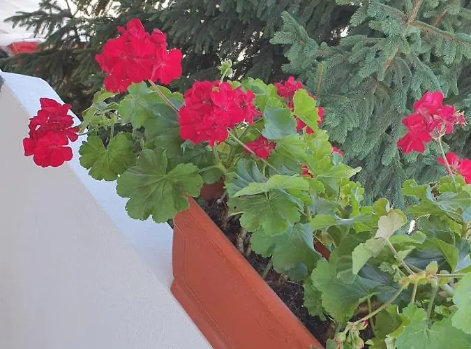 Vila Axelandra Pensiune