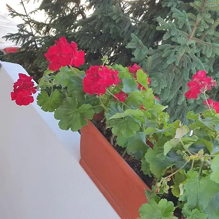 Vila Axelandra Guest house